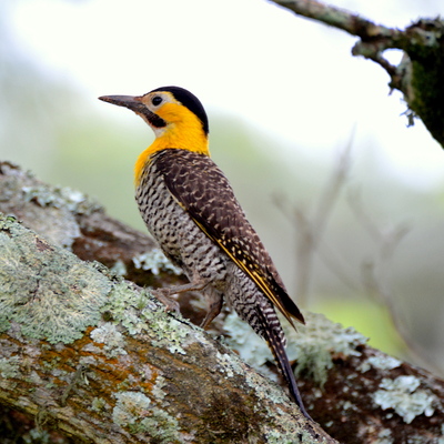 Campo Flicker